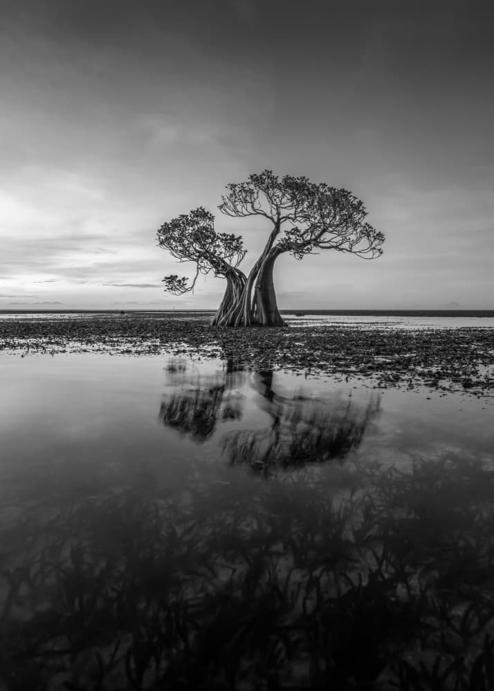 Solitary Tree Reflection by Irene Wu — canvas wall art