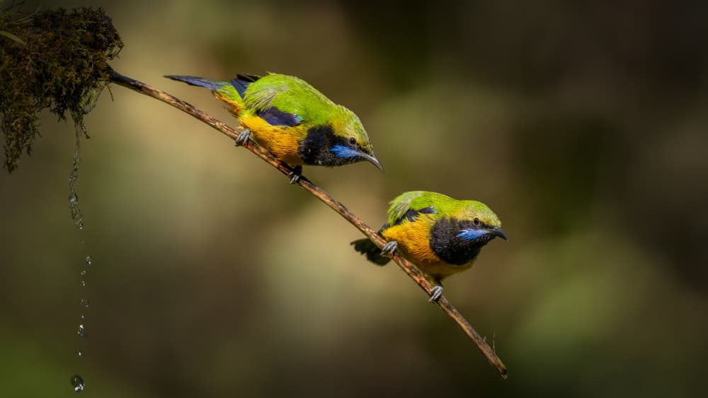 Vibrant Jungle Birds by tianhuayu — canvas wall art