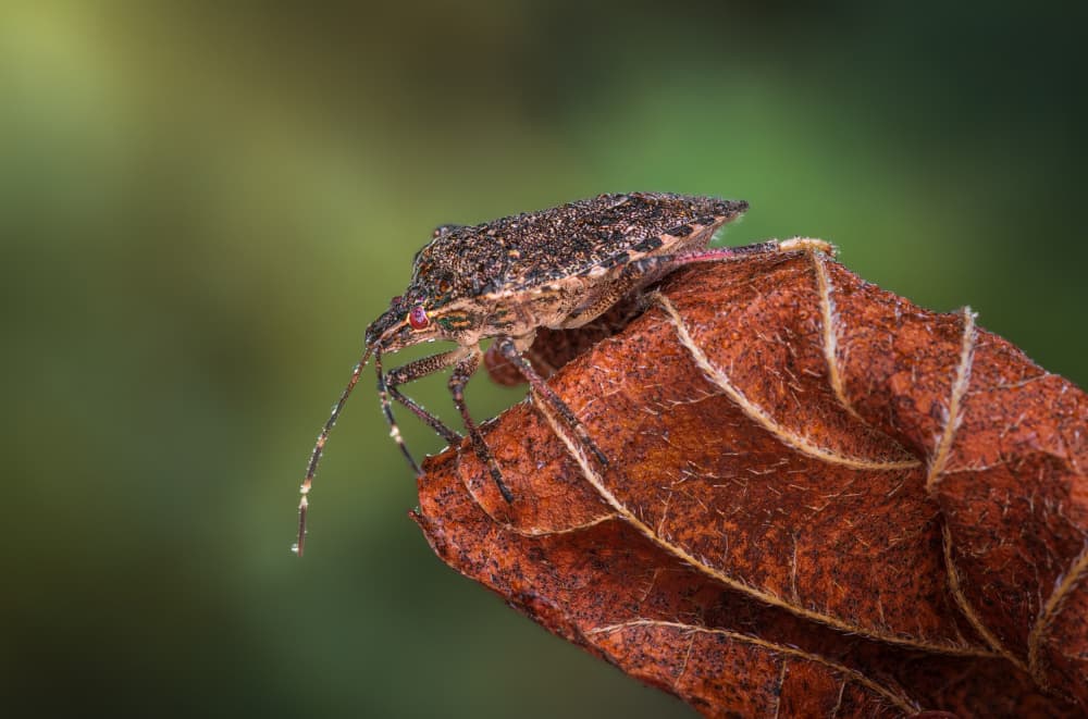 Stink Bug on Leaf by Atul Saluja — canvas wall art