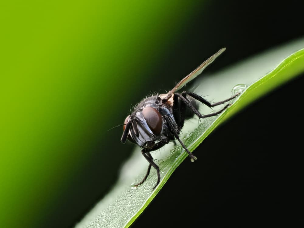 Macro Fly on Leaf by Takiko Hirai — canvas wall art