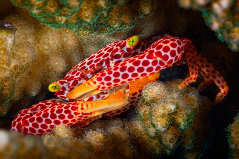 Vibrant Spotted Crab by Barathieu Gabriel — canvas wall art