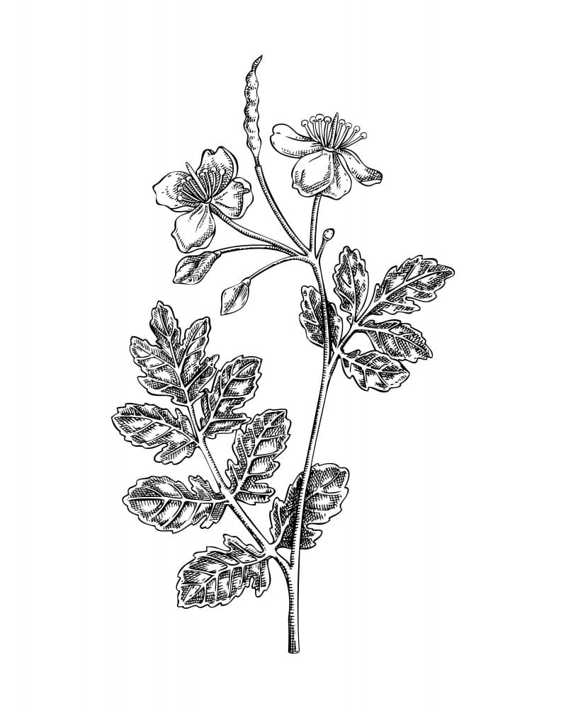 Vintage Botanical Illustration by Yevheniia Lytvynovych — canvas wall art