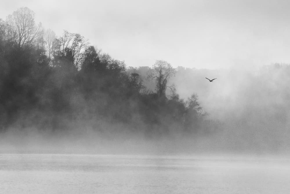 Misty Morning Flight by Eric Zhang — canvas wall art