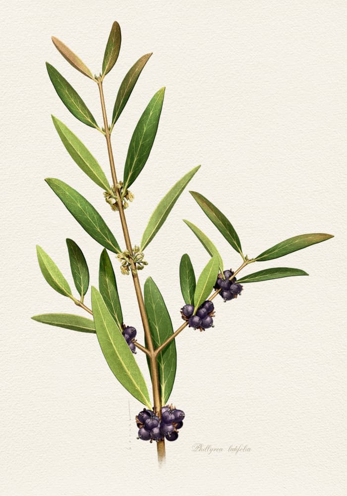 Elegant Berry Branch by Juan Hernaz — canvas wall art