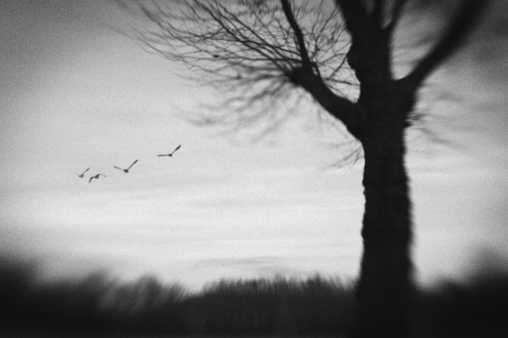 Winter Tree Birds Flight by Hilde Ghesquiere — canvas wall art