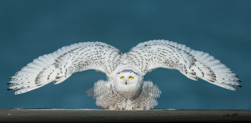 Snowy Owl on Alert by Robert Zhang — canvas wall art