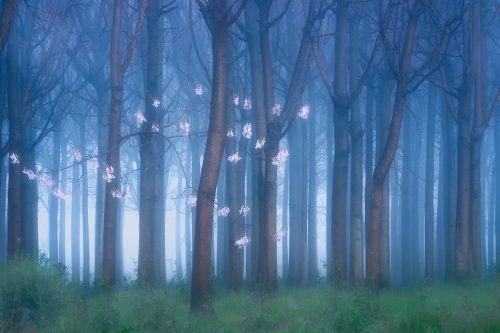 Misty Forest Glow by Jingshu Zhu — canvas wall art