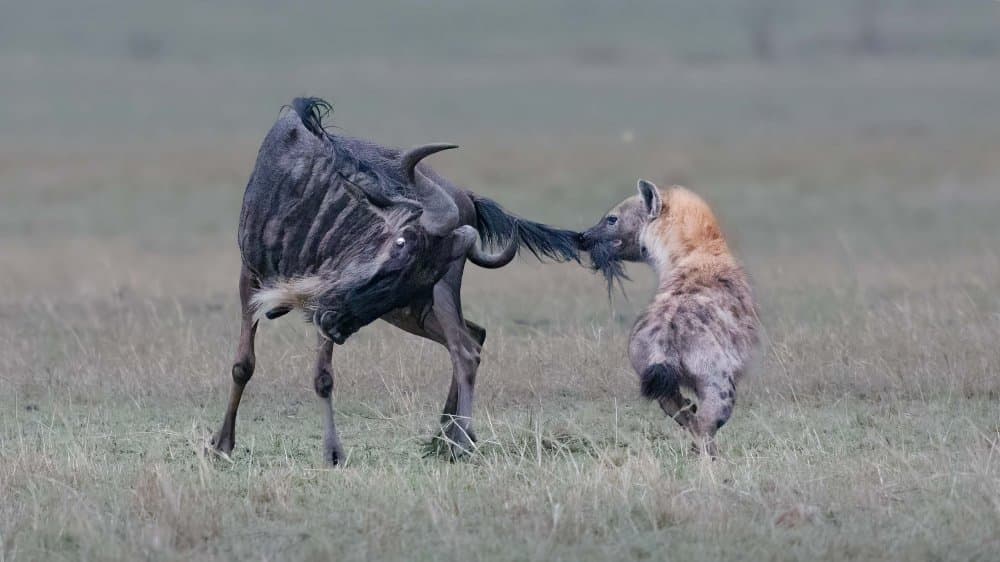 Wildebeest Hyena Struggle by Jennifer Lu — canvas wall art
