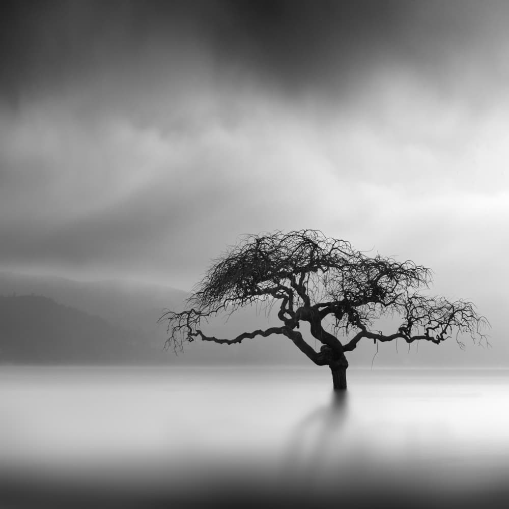 Serene Lone Tree by George Digalakis — canvas wall art