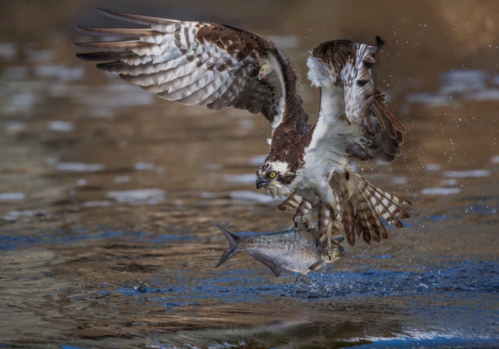 Osprey Catches Fish by Xiaobing Tian — canvas wall art