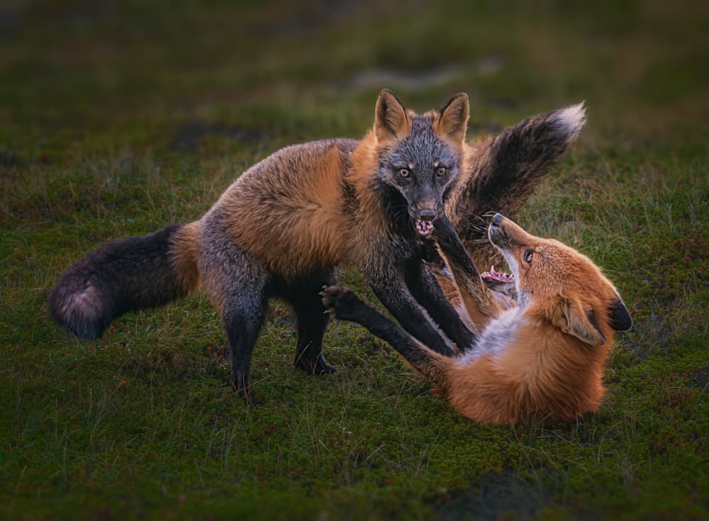 Wild Fox Play by Ben.C.L — canvas wall art