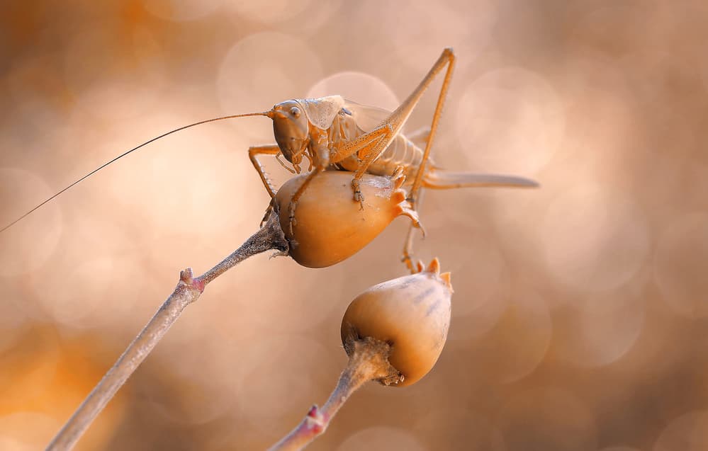 Golden Katydid Perched by Thierry Dufour — canvas wall art