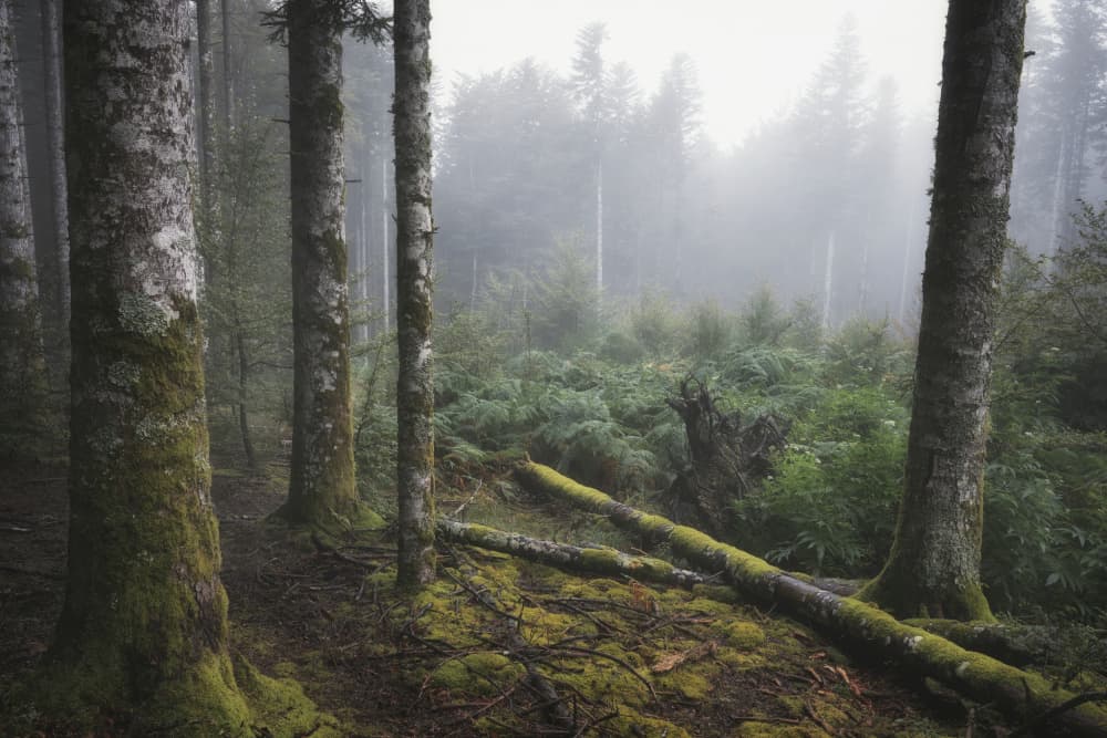 Misty Forest Path by Andrea Maestosi — canvas wall art