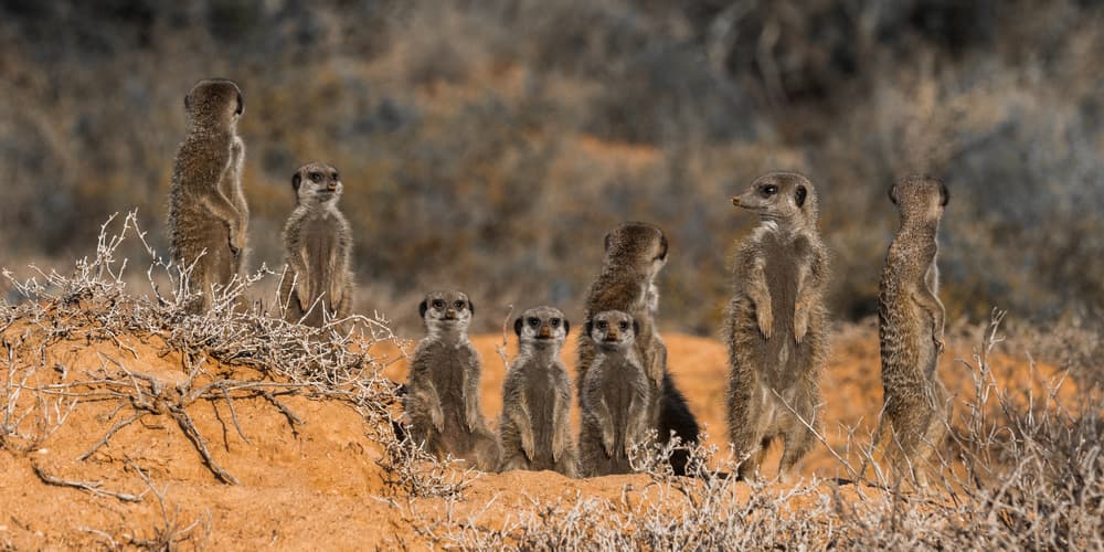 Watchful Meerkat Family by Darlene Hewson — canvas wall art