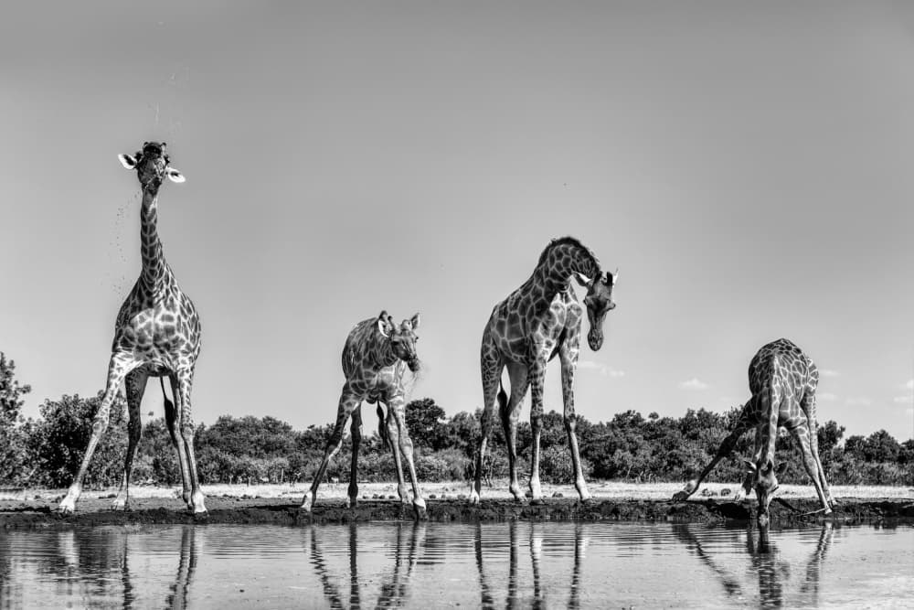 Thirsty Savanna Giraffes by Jun Zuo — canvas wall art