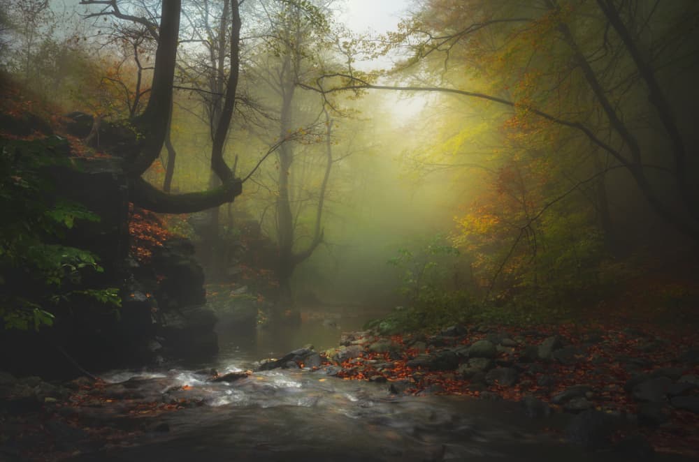 Misty Forest Stream by Alexander Alexandrov — canvas wall art