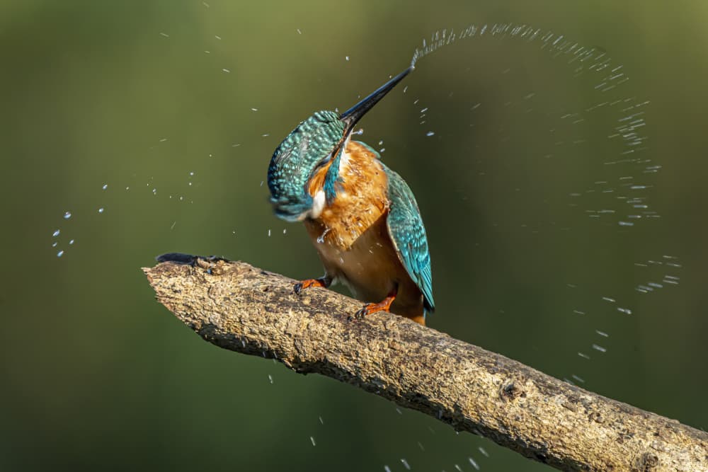 Vibrant Kingfisher Splash by Boris Lichtman — canvas wall art