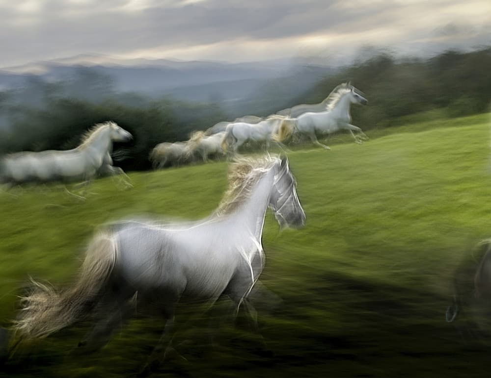 Wild Horses Galloping by Milan Malovrh — canvas wall art