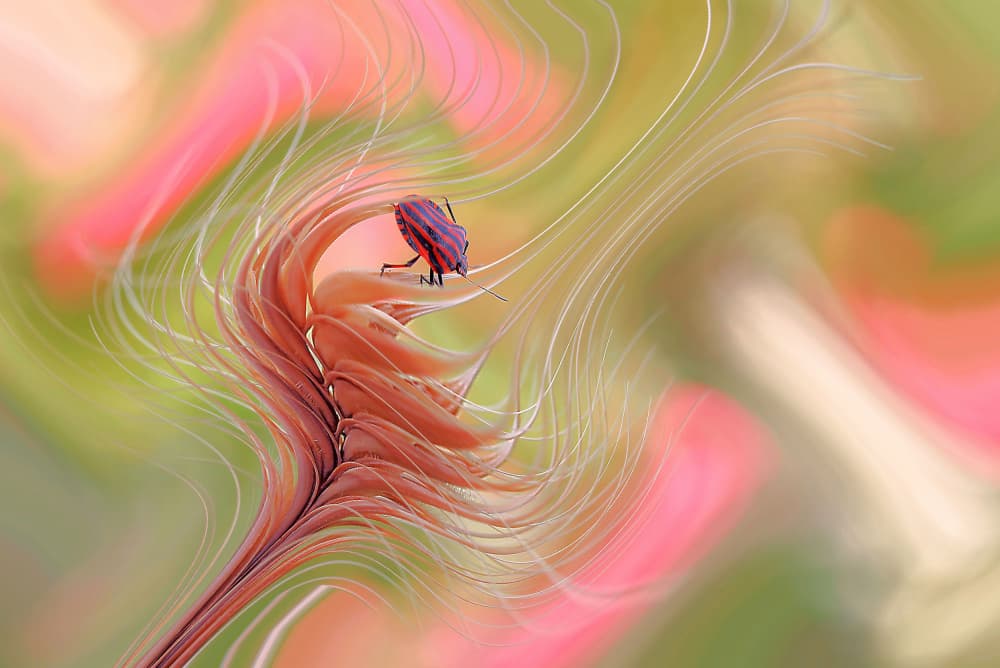 Vibrant Bug Abstract by Thierry Dufour — canvas wall art