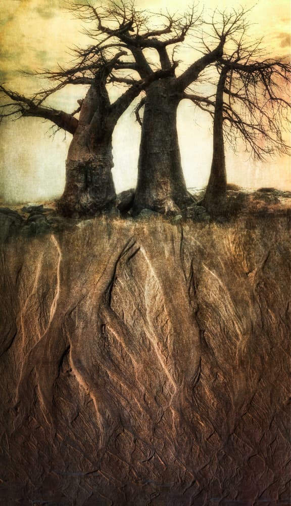 Ancient Baobab Roots by Charlaine Gerber — canvas wall art