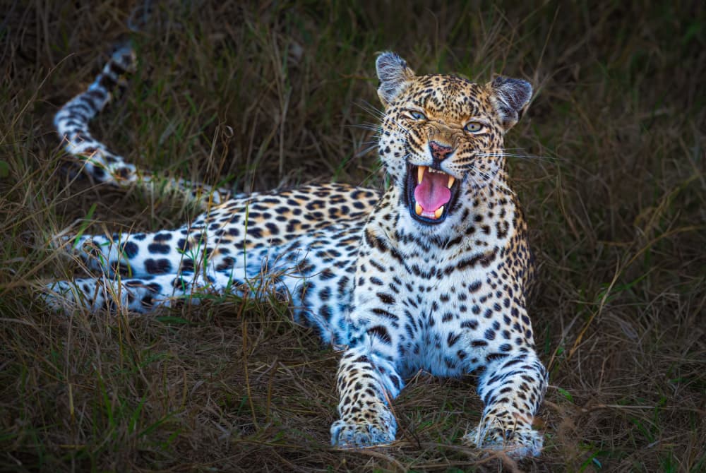 Leopard's Mighty Yawn by Jeffrey C. Sink — canvas wall art