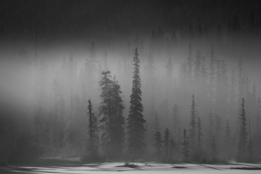 Misty Winter Forest by Yongnan Li (李永男) — canvas wall art