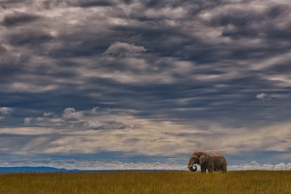 Wild Savannah Elephant by Luigi Ruoppolo — canvas wall art