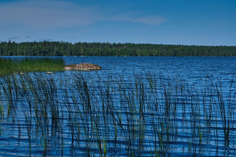 Calm Lake Reeds by Geertjan Plooijer — canvas wall art