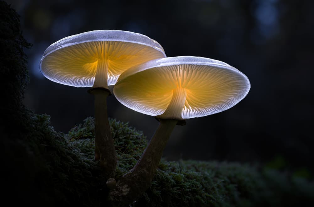 Glowing Forest Mushrooms by Kutub Uddin — canvas wall art