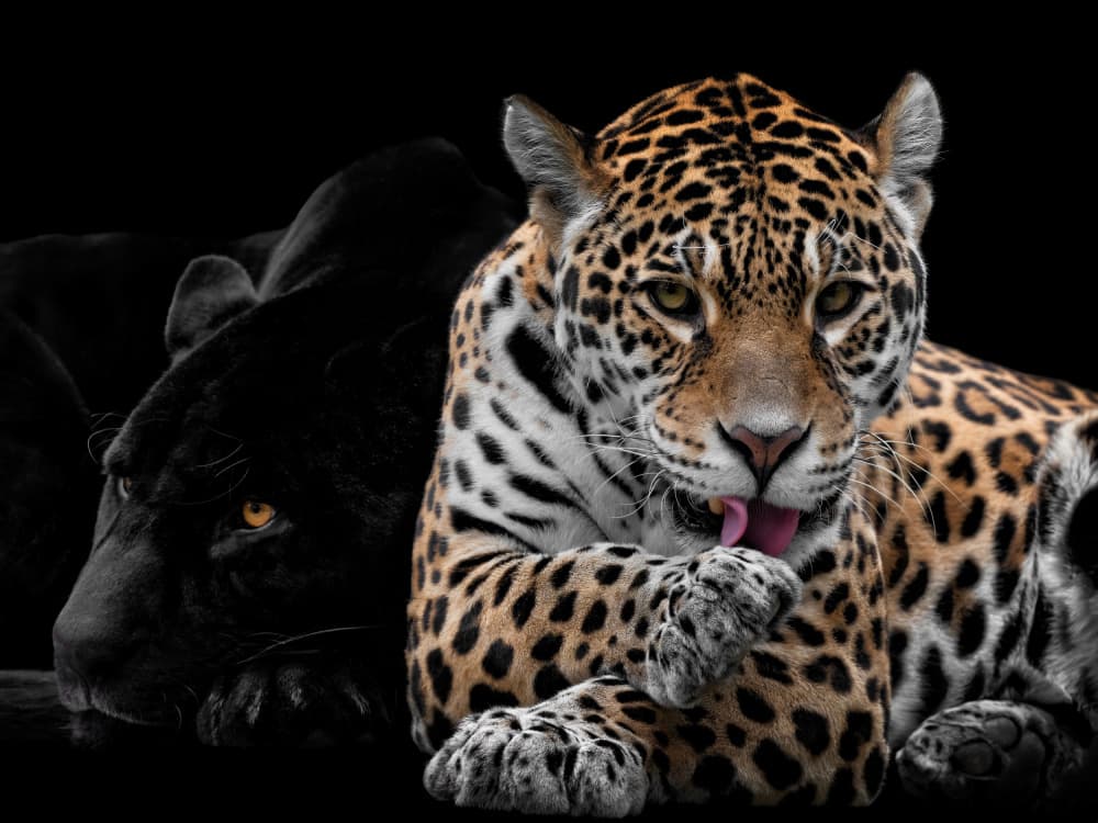 Jaguar and Shadow Panther by Mathilde Guillemot — canvas wall art