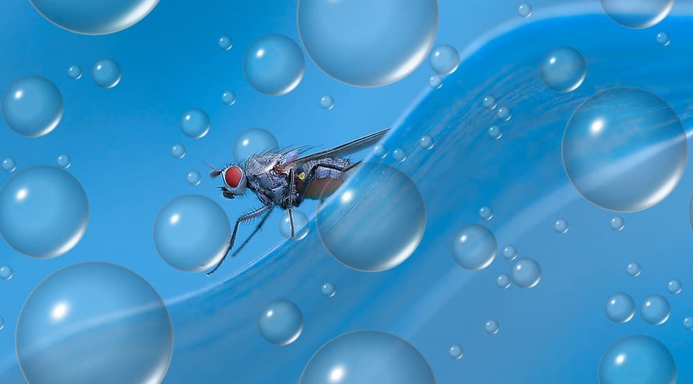 Fly in Blue Bubbles by Thierry Dufour — canvas wall art