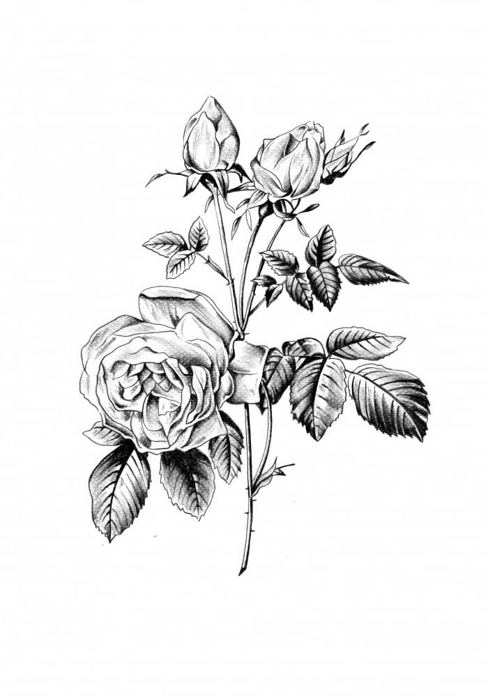 Classic Botanical Rose by Kulik — canvas wall art
