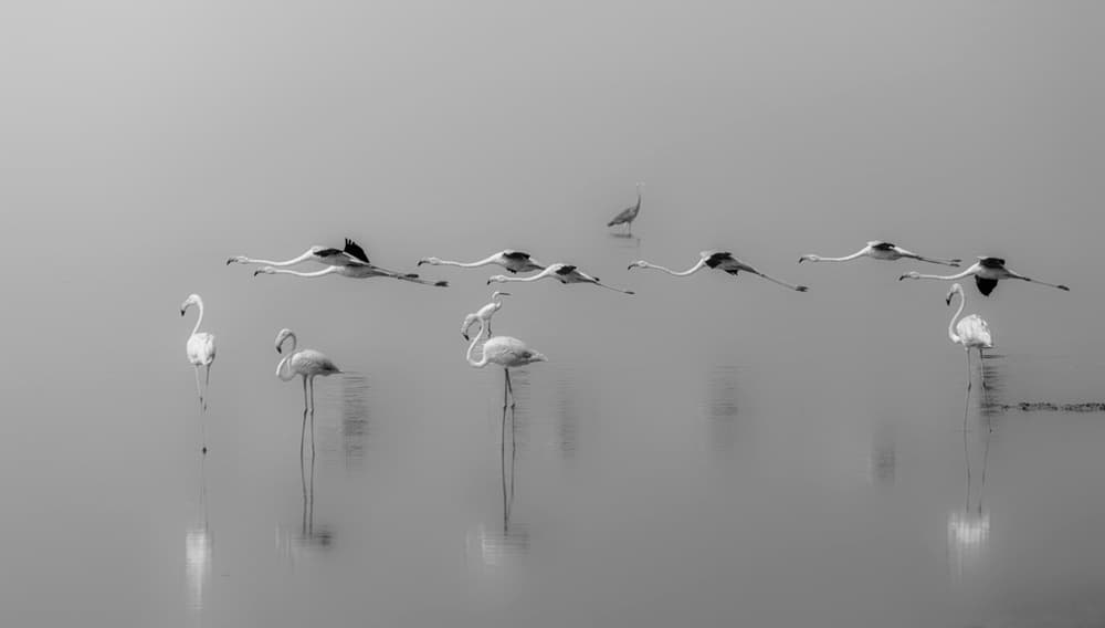 Graceful Flamingo Flight by Ahmed Thabet — canvas wall art