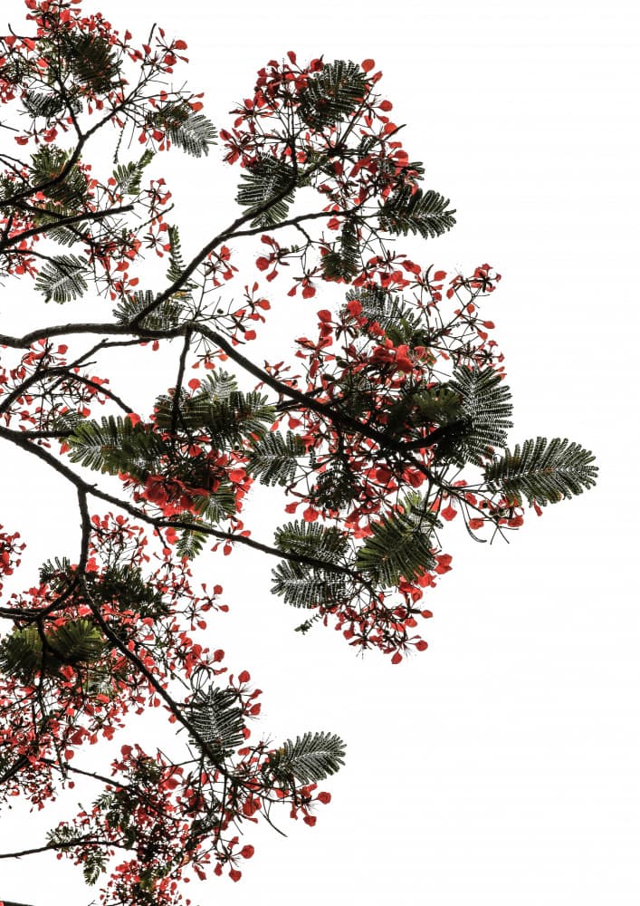Blossom Canopy by Shot by Clint — canvas wall art