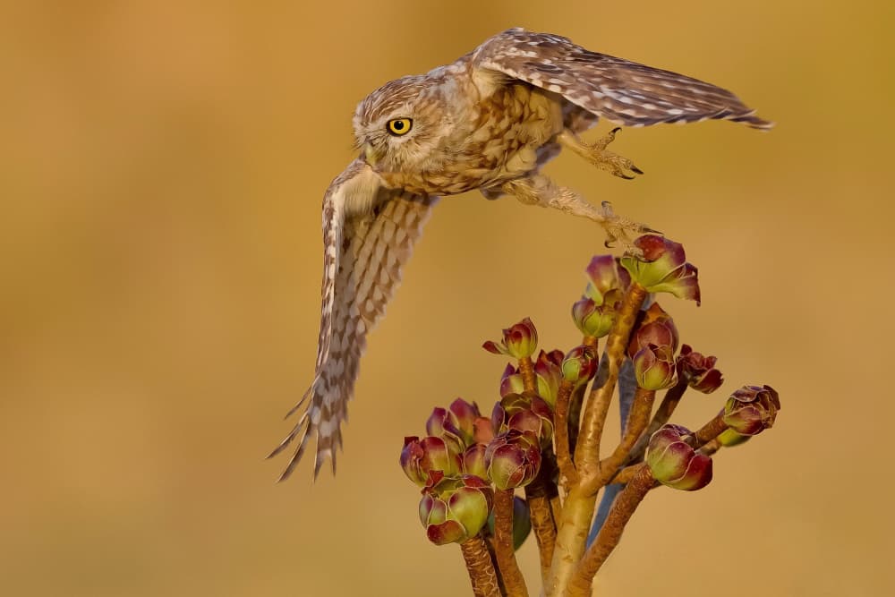 Flying Little Owl by David Manusevich — canvas wall art