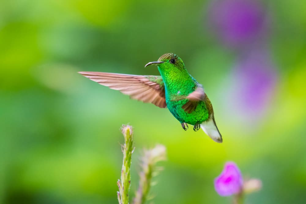 Emerald Hummingbird Hover by YY DB — canvas wall art