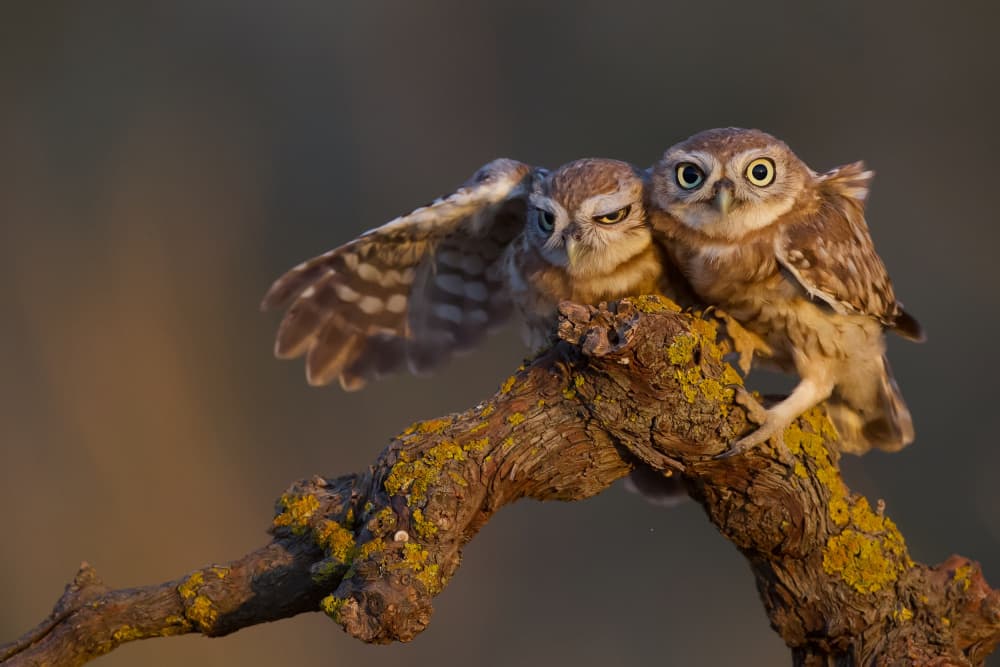 Curious Grumpy Owls by David Manusevich — canvas wall art