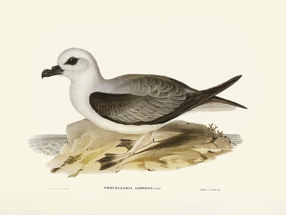 White Headed Petrel by Elizabeth and John Gould — canvas wall art
