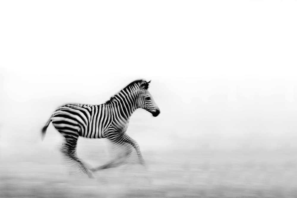Zebra Foal Running Wild by WildPhotoArt — canvas wall art