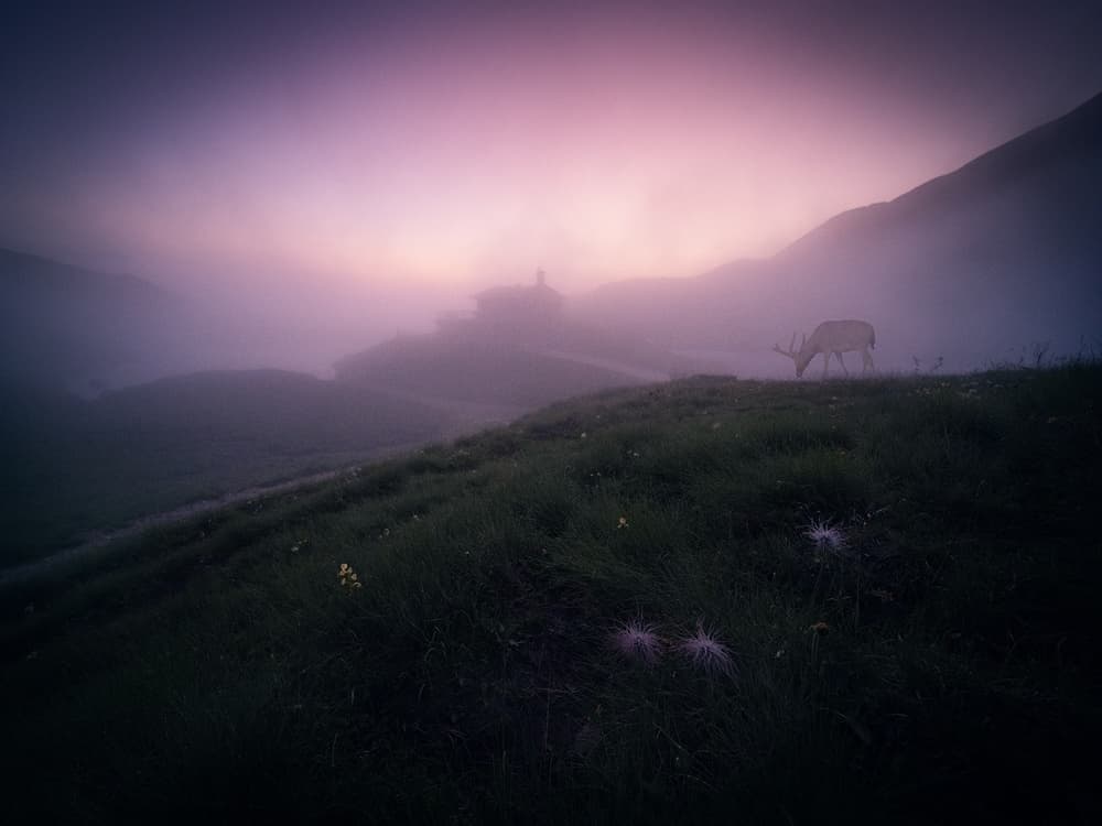 Deer in Purple Mist by Bingo Z — canvas wall art