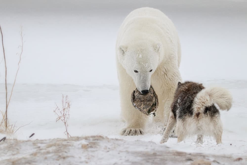 Polar Bear Dog Encounter by Alessandro Catta — canvas wall art
