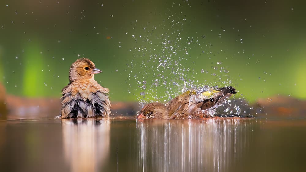 Greenfinches Bathing by Jun Zuo — canvas wall art