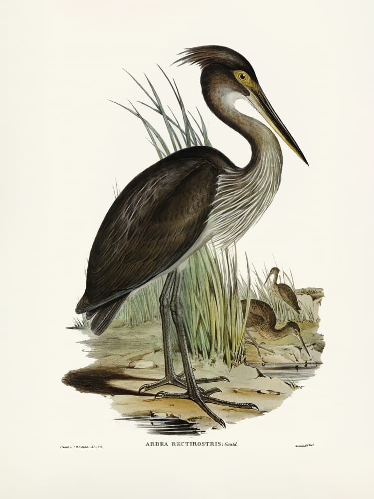 Great Billed Heron by PictufyElizabeth and John Gould — canvas wall art