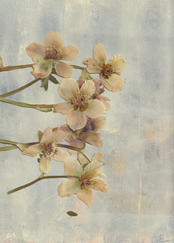 Soft Blue Pressed Blooms by Maira Ribena — canvas wall art
