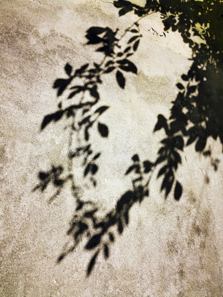 Sunlit Leaf Shadows by Angelo Cerantola — canvas wall art