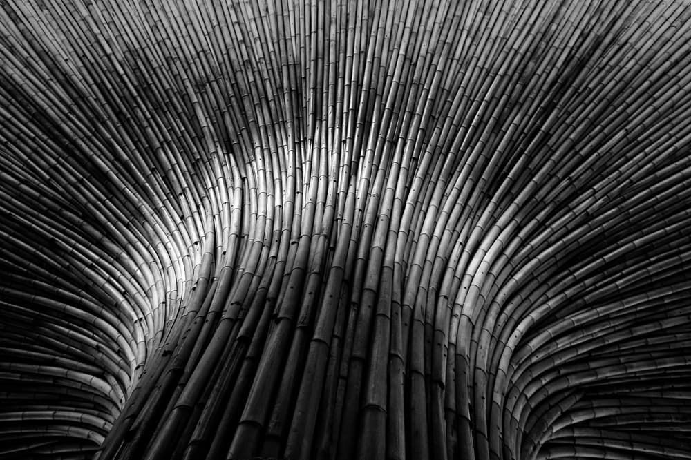Dark Bamboo Curves by Hans-Wolfgang Hawerkamp — canvas wall art