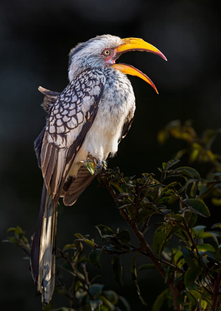 Yellow Hornbill Calling by Jeffrey C. Sink — canvas wall art