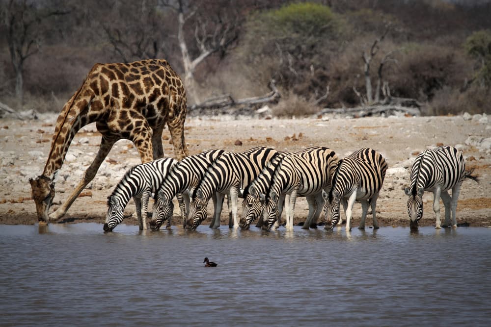 Giraffe And Zebras Drinking by Hans-Wolfgang Hawerkamp — canvas wall art