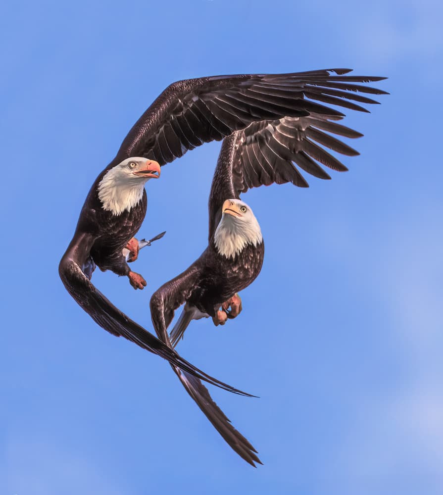 Bald Eagles Sky Dance by Ruiqing P. — canvas wall art