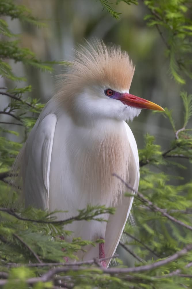 Plumage of the Cattle Egret by Linda D Lester — canvas wall art